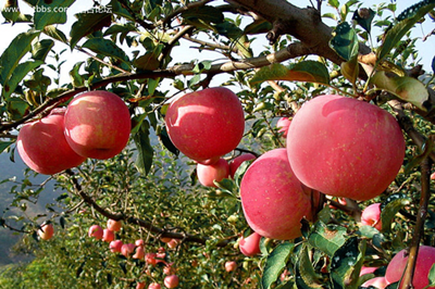 【西安三鎮(zhèn)】安吳堡、袁家村、茯茶鎮(zhèn)二日游